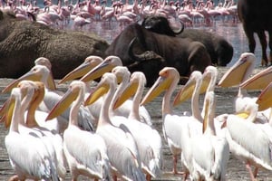 2-dniowa wycieczka nad jezioro Nakuru, Hell' s Gate i jezioro Naivasha