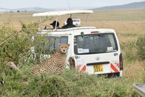 Fra Nairobi: 2 dage og 1 nat Masai Mara privat 4WD-safari