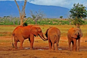 Safári de 2 dias pela vida selvagem nos parques Tsavo East e Tsavo West