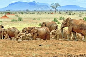 2-Days Wildlife Safari to Tsavo East & Tsavo West Park