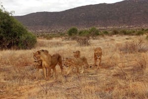 2-Days Wildlife Safari to Tsavo East & Tsavo West Park
