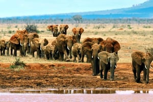 2-dagers villmarkssafari til Tsavo East & Tsavo West Park