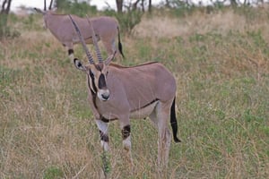 3-dniowe safari w Samburu: dzikie zwierzęta, ptaki i kultura