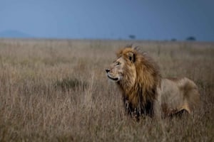 Safari de 3 dias no Serengeti saindo de Nairóbi