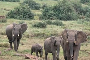 3 dni, 2 noce przygody w Parku Narodowym Aberdare