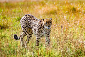 3 days 2nights masai mara joining safari Jeep