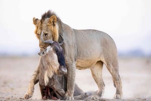 3-дневное бюджетное сафари в Масай Мара