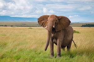 3-dniowe safari w Masai Mara z Nairobi