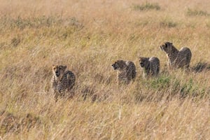 3 päivän masai mara safari
