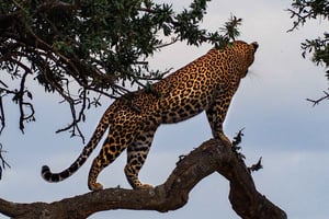 Safari de 3 dias em Tsavo Este e Tsavo Oeste a partir de Diani/Mombasa