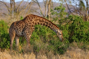 Safari de 3 días por Tsavo East y Tsavo West desde Mombasa