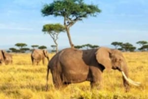 4 dagar 3 nätter Masai Mara, L. Nakuru Jeep.