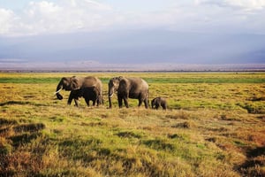 Safari de 4 días a los Parques de Tsavo Este, Amboseli y Tsavo Oeste