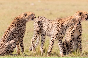 4 dages safari i Tsavo East, Amboseli og Saltlick Lodge