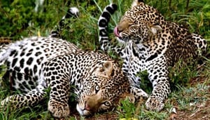 4b Six Day - Luxury Flying Safari