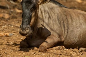 Safari di 5 giorni in luna di miele: Masai Mara, lago Nakuru e Naivasha
