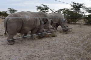 5-Days 4 Nights Safari to Samburu & Ol pejeta Conservancy