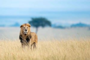 5-dniowe safari grupowe do Maasai Mara, jeziora Nakuru i Naivasha