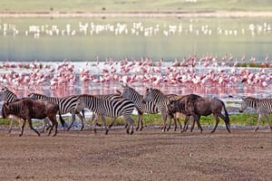 Safari en grupo de 5 días por el Serengeti, Ngorongoro y Tarangire