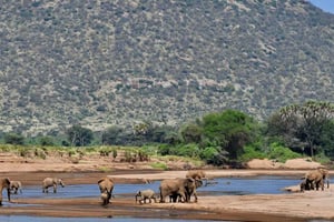 5 Days Highlights of Kenya Exclusive Safari