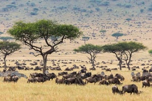 6 Tage Amboseli, Nakuru und Masai Mara Private Safari (Jeep)