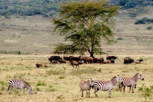 Safari de 6 días en grupo reducido a Masai Mara, Nakuru y Amboseli