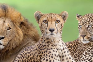 7 jours de safari urbain et de brousse au Kenya