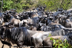 8-daagse tour naar Amboseli Park, Lake Nakuru en Maasai Mara Park