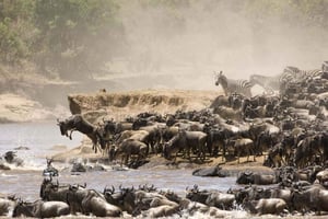 9 dages gruppebudget-safari gennem Kenya og Tanzania