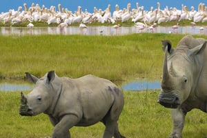 Amboseli ja Naivasha-järven safari: 5 päivän maisemaseikkailu