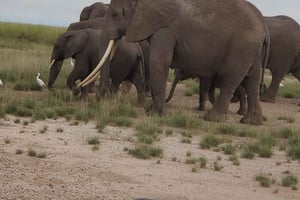 Amboseli-dagtour - uitzicht op de Kilimanjaro