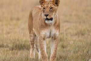 Amboseli National Park: 2 dagar och 1 natt safari