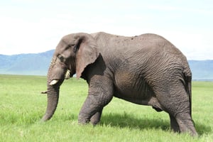 Arusha: 5-dages safari til Tarangire, Ngorongoro og Serengeti