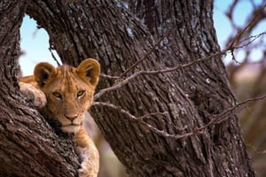 Arusha: 7-dagers safari i Serengeti og Ngorongoro-krateret