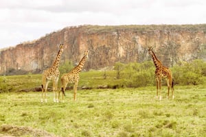 Beste Hells Gate National Park & Lake Naivasha Dagtour