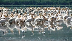 Bird watching (Lake Baringo)