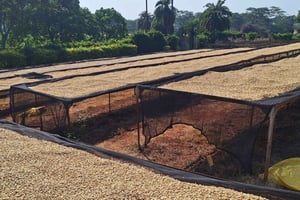 Nairobi: tour por la plantación de café Fairview con recogida