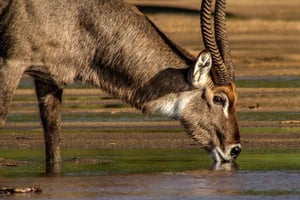 Dagtour naar Crater Lake en Crescent Island Game Sanctuary