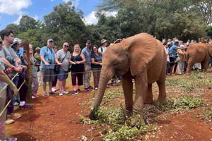 David Sheldrick Elephant Orphanage-tur