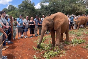 David Sheldrick Olifantenweeshuis Tour