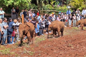 David Sheldrick Wildlife Trust Olifantenweeshuis Tour
