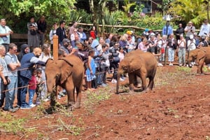 Tur til David Sheldrick Wildlife Trusts elefantforeldrelandhjem