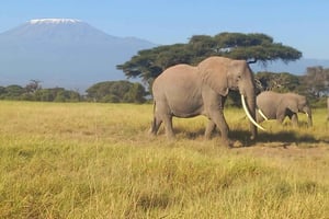 DAGSTUR AMBOSELI NASJONALPARK PRIVAT SAFARI FRA NAIROBI.