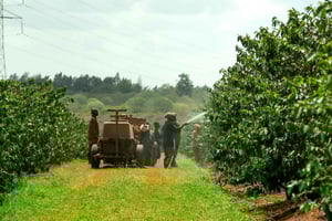 Dagstur til Fairview Coffee Estate fra Nairobi