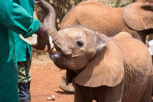 Excursion d'une journée au centre des girafes, au parc de Nairobi et aux bébés éléphants