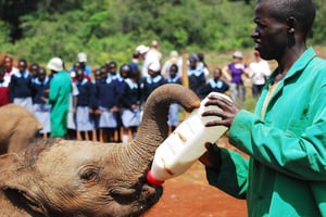 Excursion d'une journée au parc national des girafes, des éléphants et de Nairobi