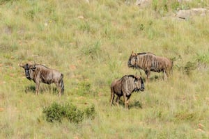 Päiväretki Maasai Mara -luonnonpuistoon Nairobista