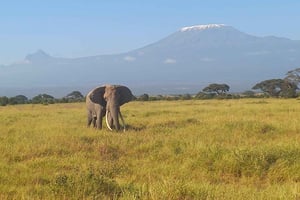 Dagstur til Amboseli nasjonalpark fra Nairobi budsjett safari.