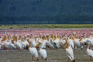 Dagtour: Nationaal Park Lake Nakuru en Lake Naivasha