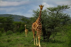 Excursion d'une journée : Randonnée au Mont Longonot et tour en bateau sur le lac Naivasha